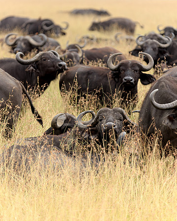 Maasai Mara Cape Buffalo 2 - Image by Wendy Podmenik Woodell
