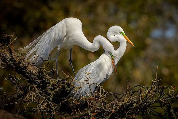 Egret- Together as One Image by Glenn Woodell