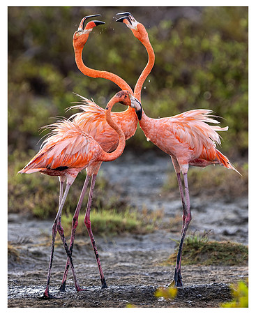 Flamingo- R62_9482 Image by Glenn Woodell