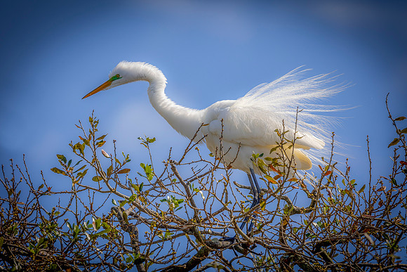 Egret- Great Egret in Breeding Plumage Image by Glenn Woodell