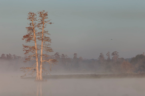 AC0V9515 Image by Glenn Woodell