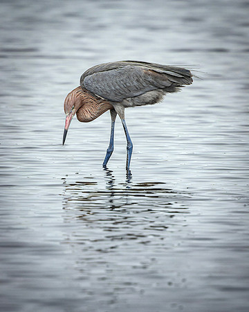 Reddish Egret- Image by Glenn Woodell