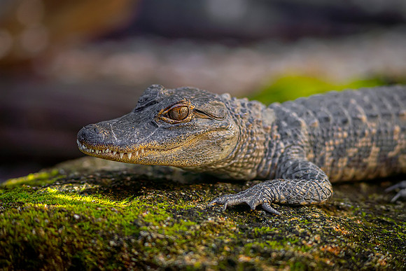 Alligator- Image by Glenn Woodell