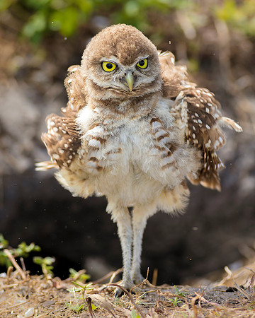 Burrowing Owl- Fluffin It Up  -Image by Wendy Podmenik Woodell
