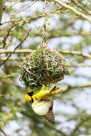 Weaver Bird 2 - Image by Wendy Podmenik Woodell