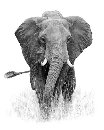 Elephant - image by Wendy Podmenik Woodell