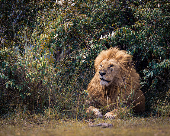 Maasai Mara Lion 20 - Image by Wendy Podmenik Woodell