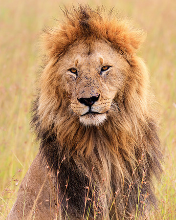 Maasai Mara Lion 3 - Image by Wendy Podmenik Woodell