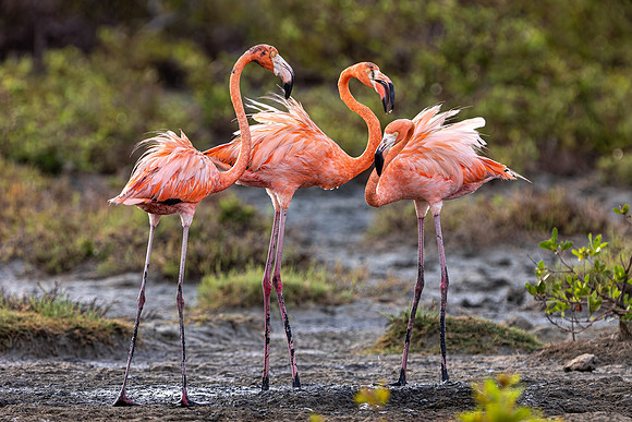 Flamingo- R62_9472 Image by Glenn Woodell