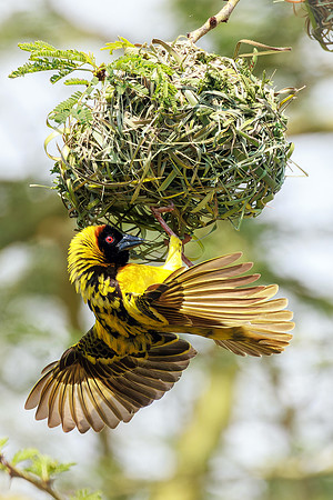 Weaver Bird 1 - Image by Wendy Podmenik Woodell
