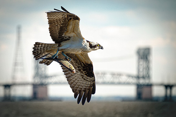 Newport News- Flight Over the James Image by Glenn Woodell
