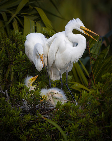 Egret- 'Tis the Season for Babies Image by Glenn Woodell