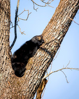 Black Bear- Smoky mountains  -Image by Wendy Podmenik Woodell
