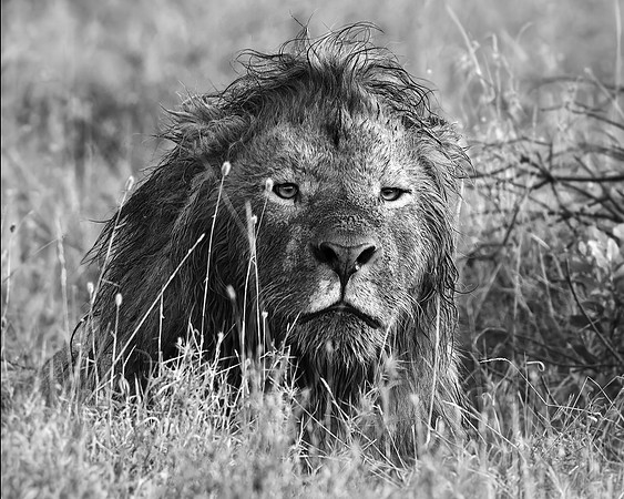 Ol Pejeta Lion 1 - Image by Wendy Podmenik Woodell