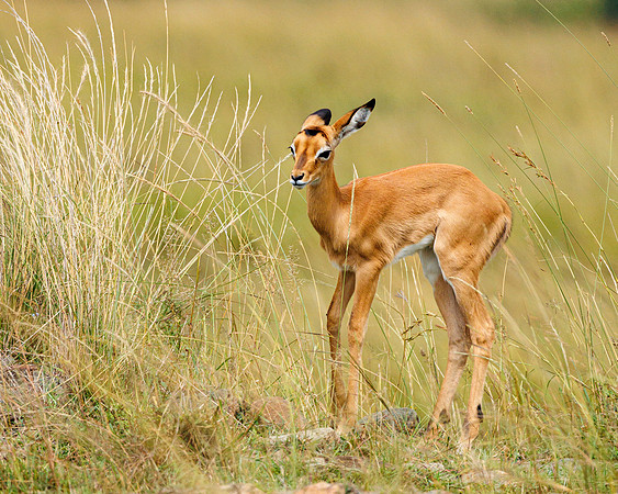A84A6198 - Image by Wendy Podmenik Woodell