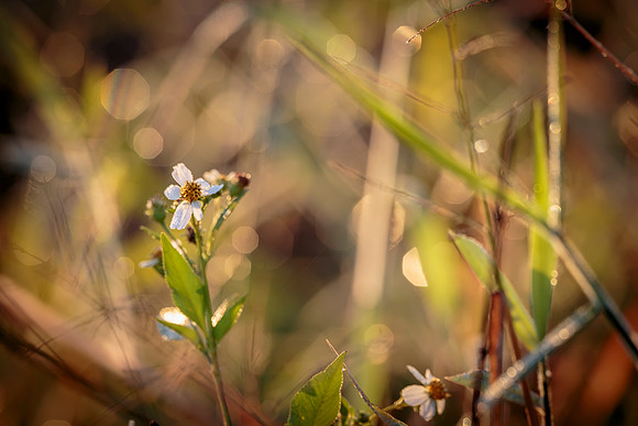 AC0V9501 Image by Glenn Woodell