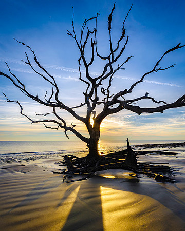 Jekyll Island- Lone Tree at Jekyll  -Image by Wendy Podmenik Woodell