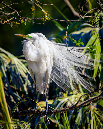 Egret- Beauty Under the Palms  -Image by Wendy Podmenik Woodell
