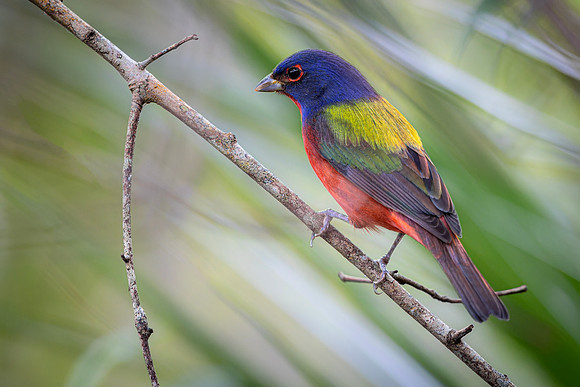 Painted Bunting- Image by Glenn Woodell