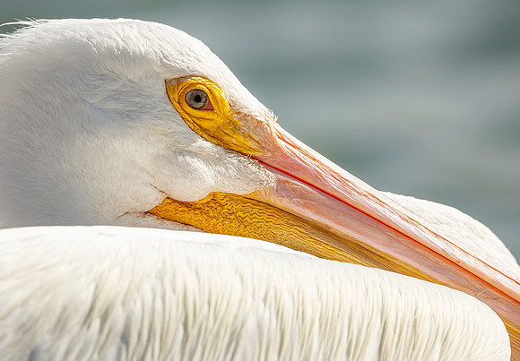 Pelican- Pelican Profile Image by Glenn Woodell