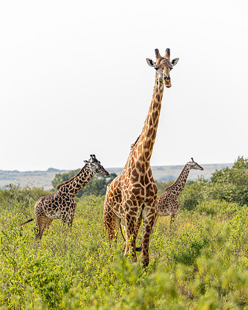 Giraffes in Maasai Mara R62_9215-CR3 Image by Glenn Woodell