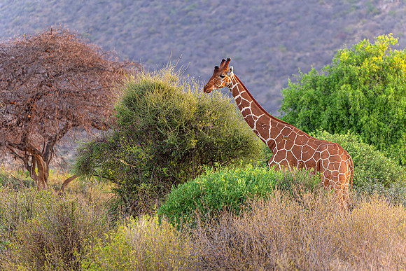 Reticulated Giraffe of Samburu R62_7650-CR3 Image by Glenn Woodell