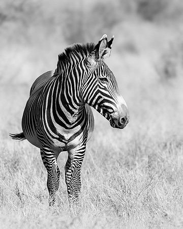 Samburu Zebra 2- Image by Wendy Podmenik Woodell