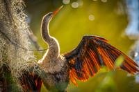 Anhinga- R62_4257 Image by Glenn Woodell