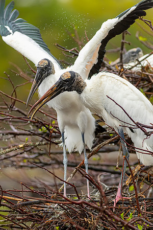 Wood Storks- Image by Glenn Woodell