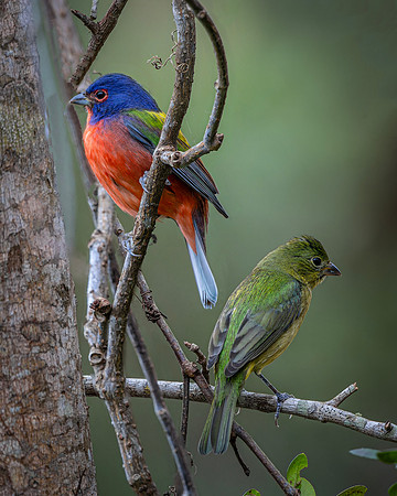 Painted Bunting- Image by Glenn Woodell