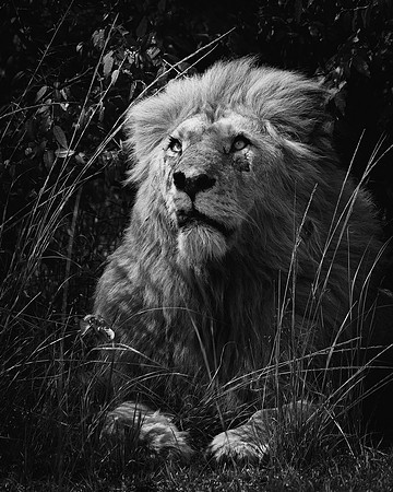 Maasai Mara Lion 16 - Image by Wendy Podmenik Woodell