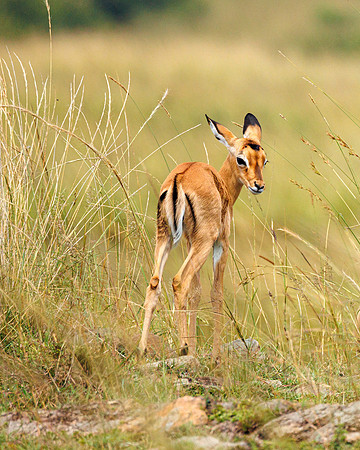 A84A6064 - Image by Wendy Podmenik Woodell