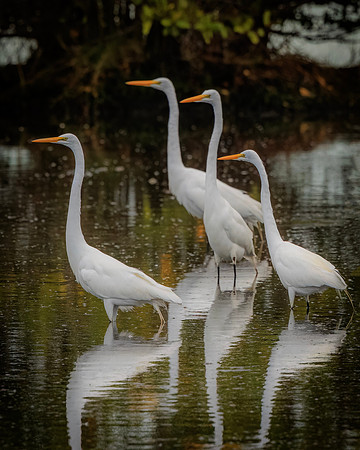 Egrets- Image by Glenn Woodell