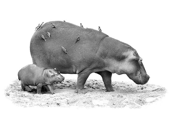 Hippo - image by Wendy Podmenik Woodell