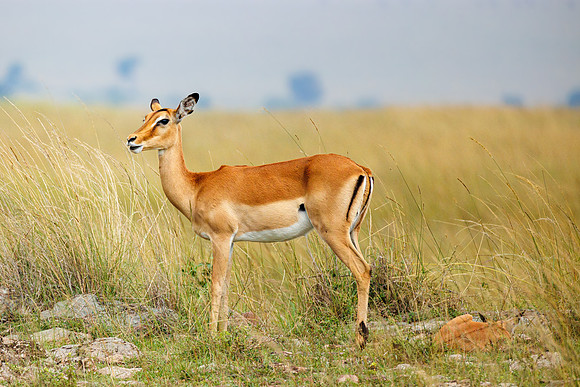 A84A5884 - Image by Wendy Podmenik Woodell