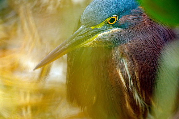 Green Heron- R62_1557 Image by Glenn Woodell