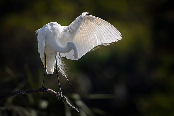 Egret- Image by Glenn Woodell