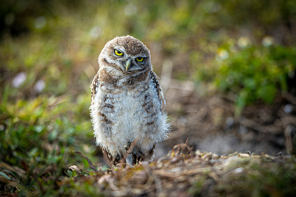 Burrowing Owl- May I Help You? Image by Glenn Woodell