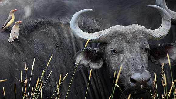 Maasai Mara Cape Buffalo 3 - Image by Wendy Podmenik Woodell