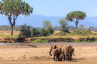 Samburu Elephant 15 - Image by Wendy Podmenik Woodell