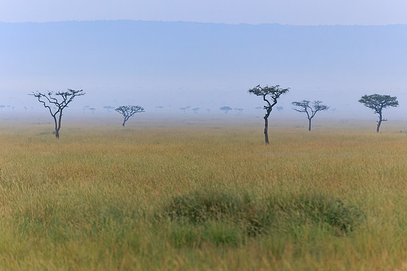 Maasai Mara Trees 1 - Image by Wendy Podmenik Woodell