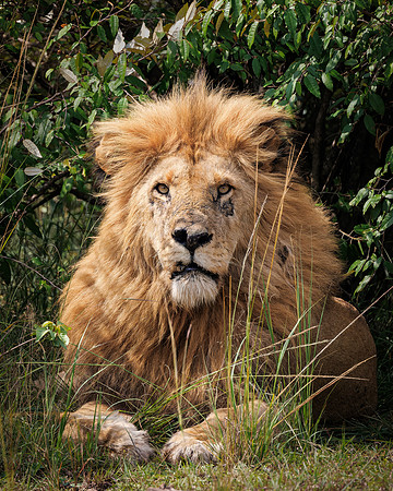 Maasai Mara Lion 19 - Image by Wendy Podmenik Woodell