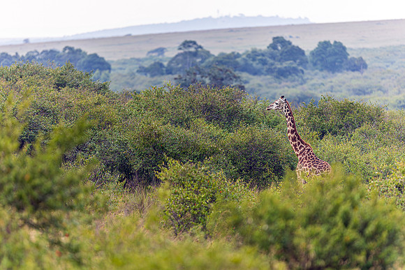 Giraffe in Maasai Mara R61_2408-CR3 Image by Glenn Woodell