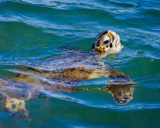 Sea Turtle- Surprise Visitor - Image by Wendy Podmenik Woodell