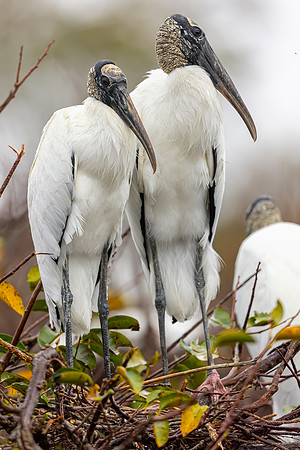Wood Storks- Image by Glenn Woodell
