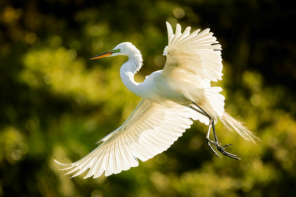 Egret- Egret in Flight -Image by Wendy Podmenik Woodell