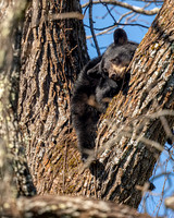 Black Bear- Image by Glenn Woodell