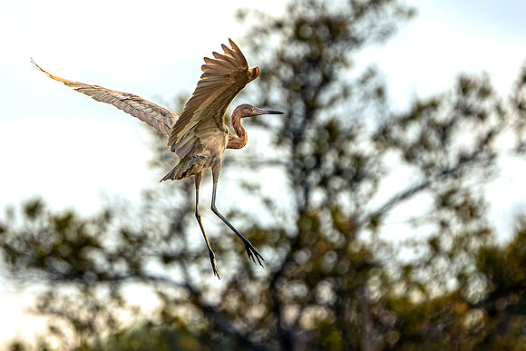 R62_9261 Image by Glenn Woodell