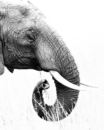 Maasai Mara Elephant 5 - Image by Wendy Podmenik Woodell