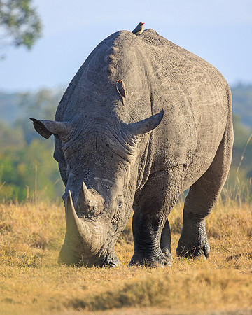 Ol Pejeta Rhino 1 - Image by Wendy Podmenik Woodell